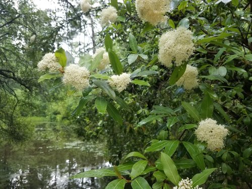 White flowering plants with lush green leaves near a tranquil, reflective pond surrounded by trees.