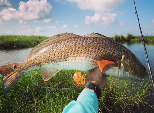 A person holds a large redfish above a body of water, surrounded by green grass and a blue sky.