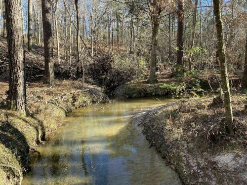 A serene forest scene featuring a shallow creek surrounded by trees and underbrush on a sunny day.