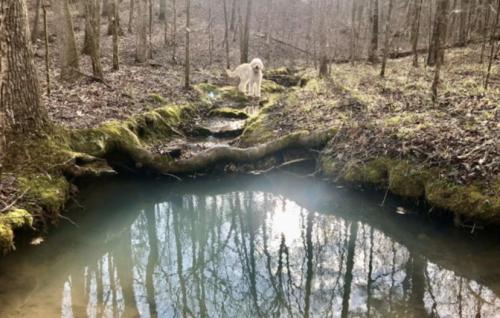 A dog stands near a serene pond surrounded by trees and mossy rocks in a peaceful forest setting.