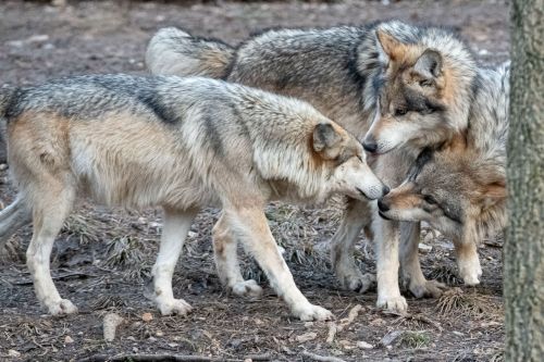 Three wolves interact closely in a forested area, showcasing their social behavior and natural habitat.