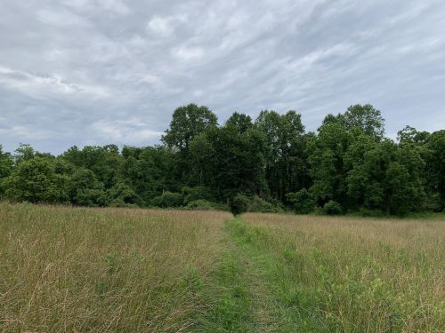 A grassy path leads through a field towards a dense tree line under a cloudy sky.