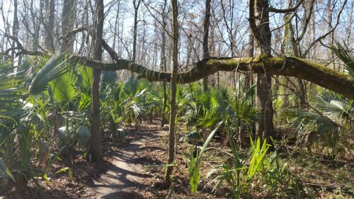 A winding path through a lush, green forest with tall trees and palm-like plants under a clear blue sky.