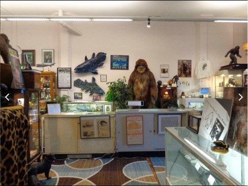 A museum display featuring taxidermy animals, artifacts, and a large Sasquatch figure in a cozy, well-lit room.