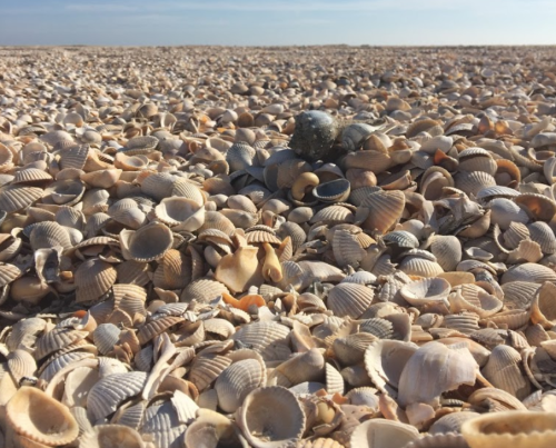A vast beach covered in a multitude of seashells under a clear blue sky.