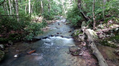 A serene forest stream flows through lush greenery, with rocks and fallen logs along the banks.