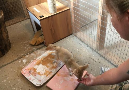 A person feeds a small, light-colored animal in a cozy enclosure with wooden structures and a messy tray.