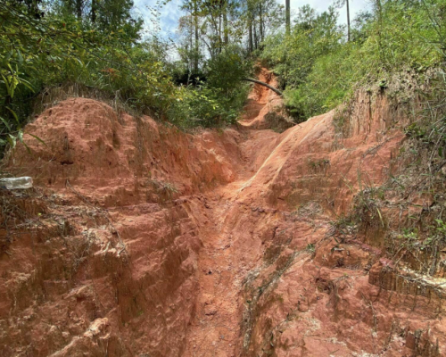 A narrow, eroded dirt path surrounded by lush greenery and steep, reddish-brown soil walls under a blue sky.
