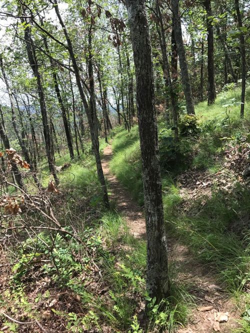 A narrow dirt path winds through a lush green forest with tall trees and underbrush on either side.