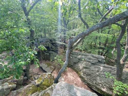 A sunlit forest scene with rocky outcrops and lush green trees, creating a serene natural landscape.