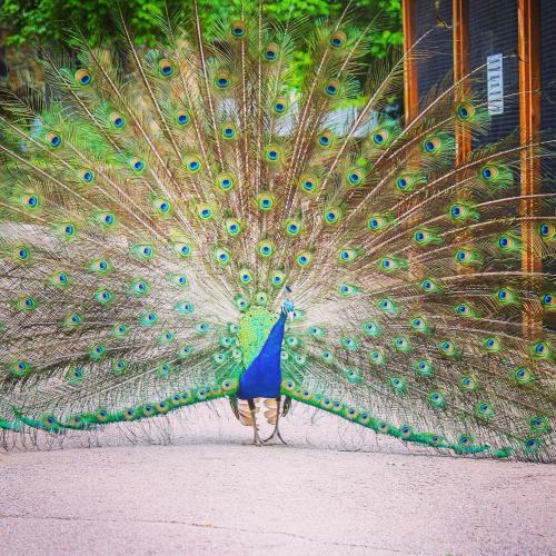A vibrant peacock displaying its colorful feathers with striking blue and green patterns in a natural setting.
