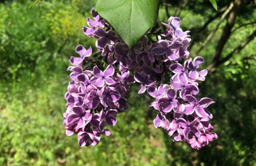 A cluster of vibrant purple lilac flowers hanging against a blurred green background.
