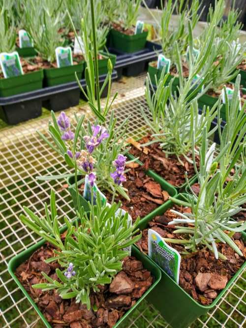 Potted lavender plants with purple flowers and green foliage arranged on a grid surface.