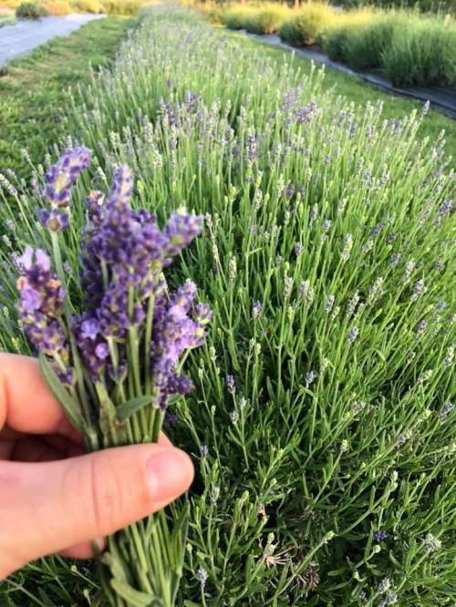 A hand holding a bunch of lavender flowers in front of a lush lavender field.
