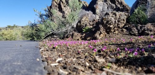 A close-up view of pink flowers blooming on the ground near rocky terrain and sparse greenery under a clear blue sky.