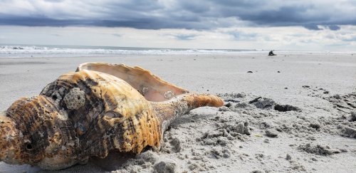 A large seashell rests on a sandy beach, with gentle waves and cloudy skies in the background.