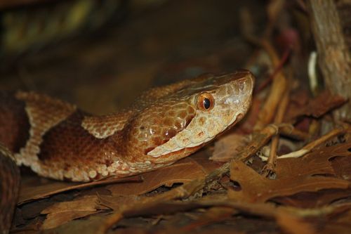 A close-up of a brown and tan snake resting on dry leaves, showcasing its textured scales and distinctive eye.