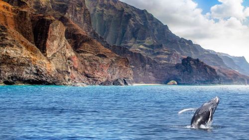 A whale breaches the surface of the ocean near rugged cliffs and lush green mountains under a partly cloudy sky.