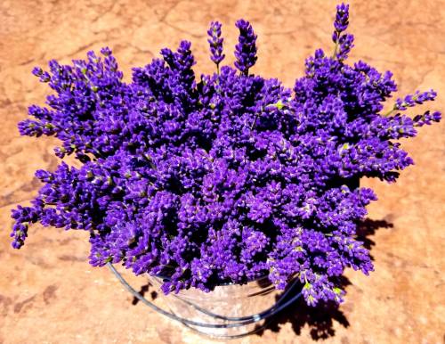 A vibrant bouquet of purple lavender flowers in a clear vase on a textured surface.