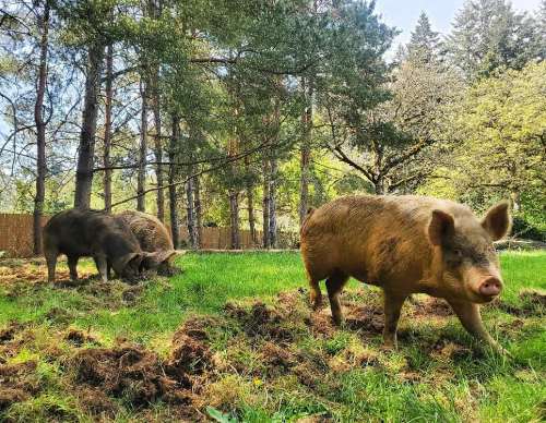 Two pigs foraging in a grassy area surrounded by trees and sunlight.