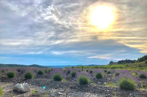 A lavender field under a cloudy sky with the sun shining, surrounded by green hills in the distance.