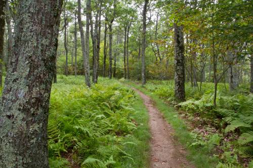A winding dirt path through a lush green forest with tall trees and ferns on either side.