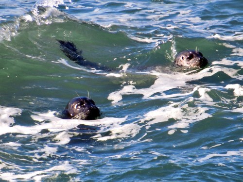 Two seals swimming in wavy ocean water, partially submerged with their heads above the surface.