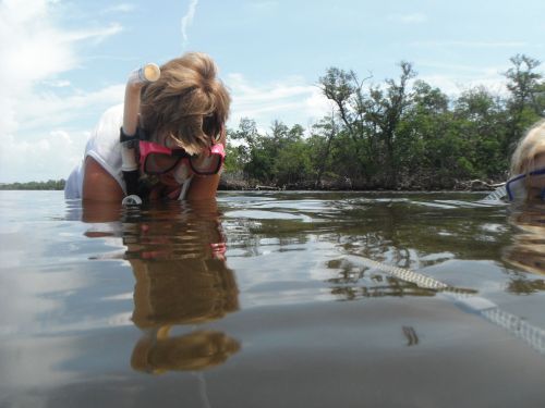 A person in snorkeling gear leans over the water, observing the underwater environment, with trees in the background.