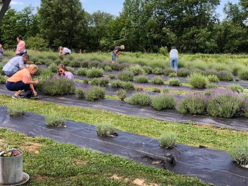 People harvesting lavender in a field, surrounded by lush greenery and rows of blooming lavender plants.