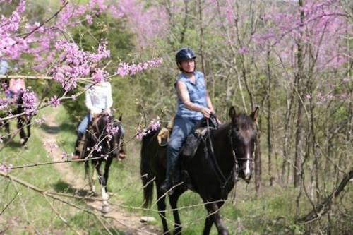 Two riders on horseback navigate a wooded trail adorned with blooming pink flowers.