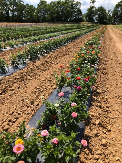 A vibrant row of colorful flowers in a field, surrounded by green plants and a clear blue sky.