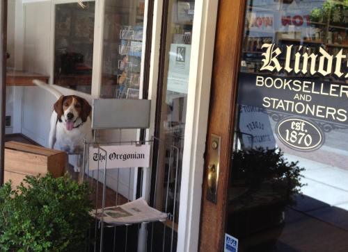 A beagle stands inside a bookstore, looking out through the glass door, with a newspaper rack nearby.