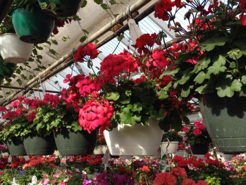 A vibrant greenhouse filled with hanging pots of pink geraniums and colorful flowers.