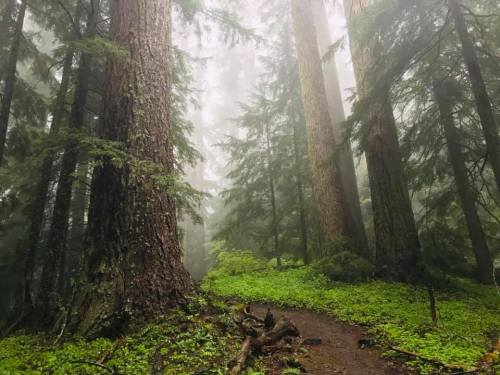 A misty forest path surrounded by tall trees and lush green undergrowth.