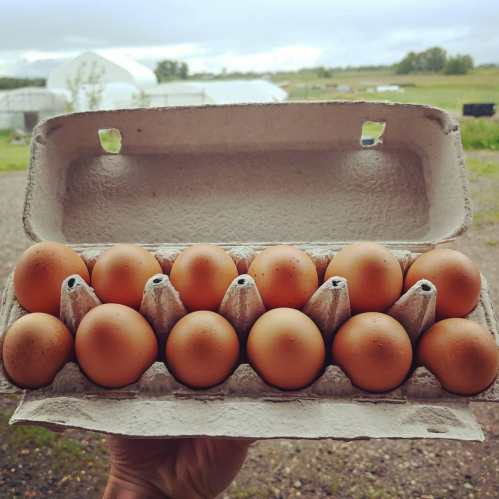A hand holding a carton of 12 brown eggs against a rural background with fields and greenhouses.