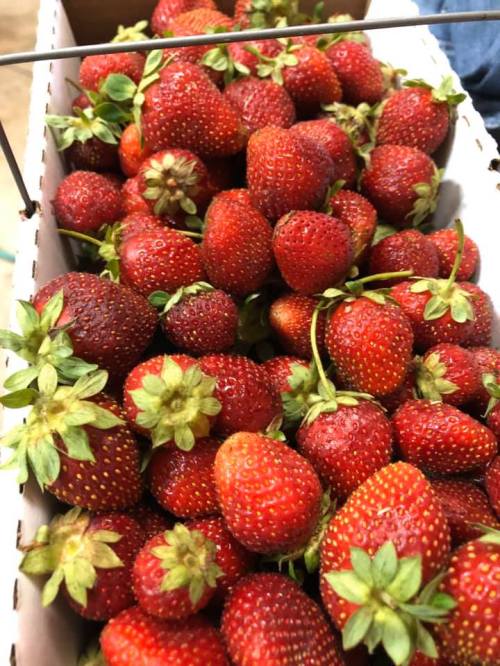 A close-up of a box filled with fresh, ripe strawberries, showcasing their vibrant red color and green leaves.