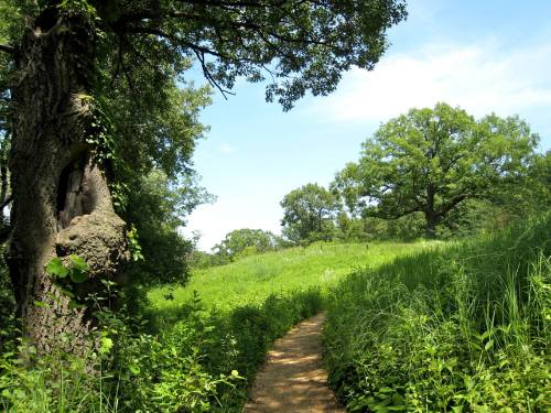 A winding dirt path through lush green grass and trees under a clear blue sky.