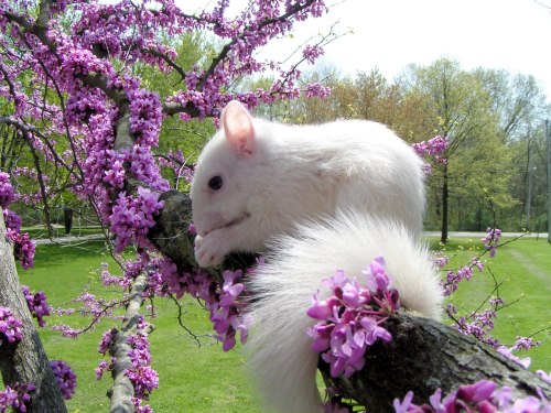 A white squirrel perched on a branch adorned with pink flowers, surrounded by green grass and trees in the background.