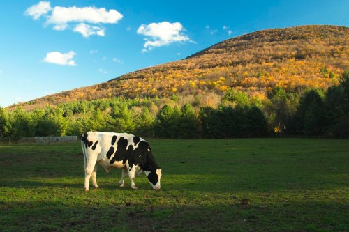 A black and white cow grazes in a green field with a colorful forested hill in the background under a blue sky.