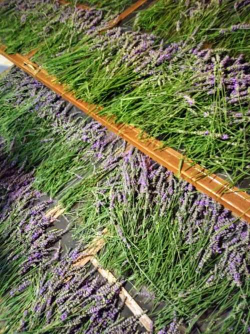 Bundles of lavender laid out on wooden racks, drying in a sunlit space.