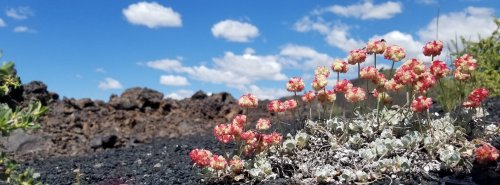 A cluster of red and yellow flowers grows on black volcanic soil under a bright blue sky with fluffy white clouds.