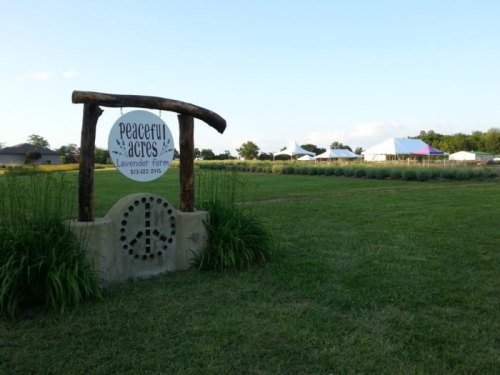 Sign for Peaceful Acres Lavender Farm in a green field, with tents in the background under a clear blue sky.