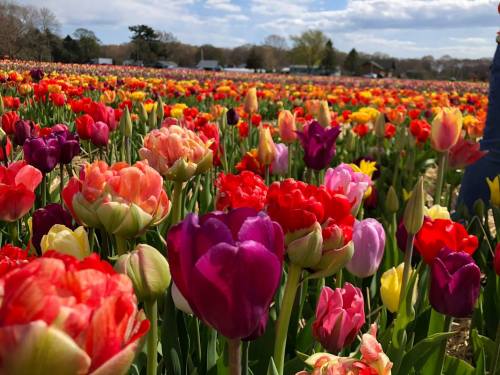A vibrant field of colorful tulips in various shades, blooming under a bright blue sky.