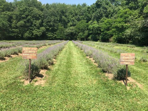 A lavender field with rows of purple flowers and wooden signs, surrounded by lush green trees under a clear blue sky.