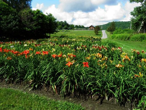 A vibrant field of orange and yellow daylilies under a blue sky with fluffy clouds, surrounded by green hills.