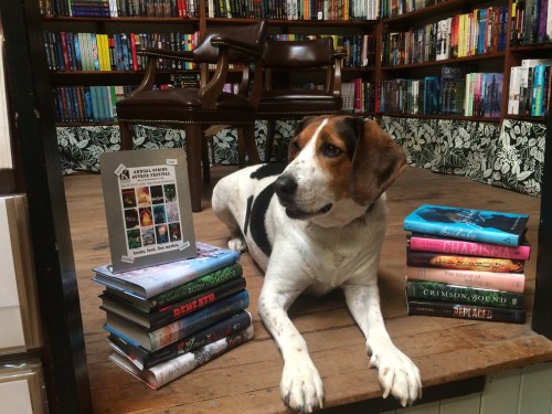 A dog lies beside stacks of colorful books in a cozy bookstore, with shelves of books in the background.
