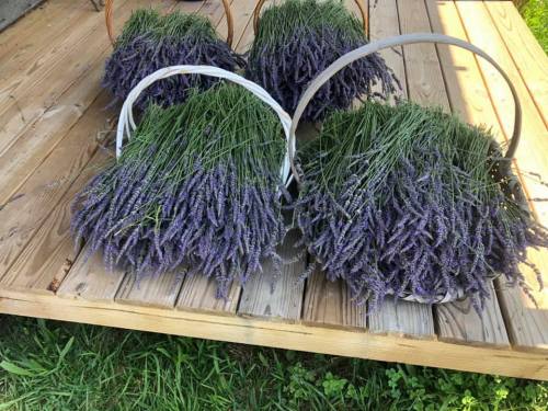 Four baskets filled with freshly harvested lavender sit on a wooden surface, surrounded by green grass.