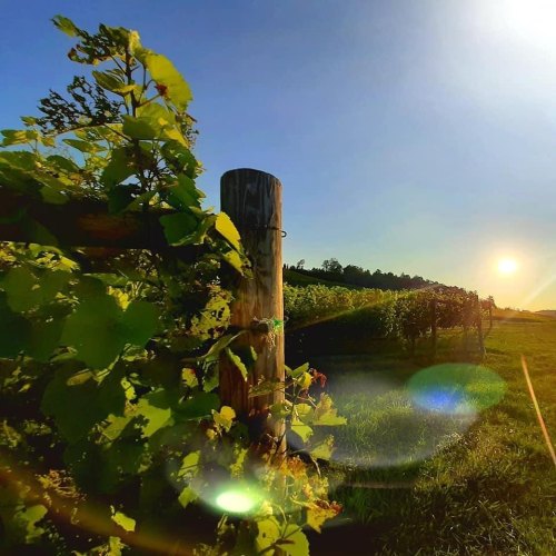 A sunlit vineyard with green grapevines and a wooden post, casting a warm glow in the evening sky.