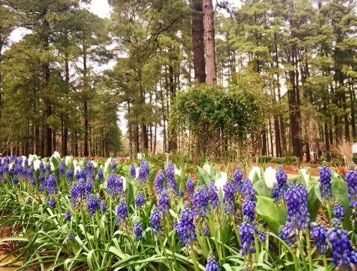 A vibrant field of blue flowers in front of tall pine trees, creating a serene natural landscape.