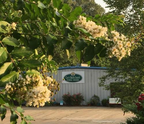 A building with a sign reading "Cart Barn Inn" surrounded by green leaves and blooming white flowers.